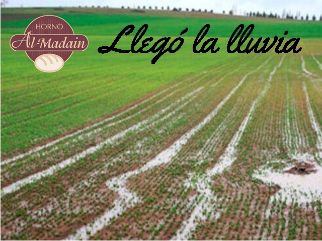 llegó la lluvia